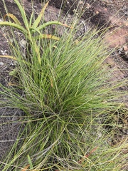 Coleochloa setifera