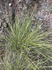 Coleochloa setifera