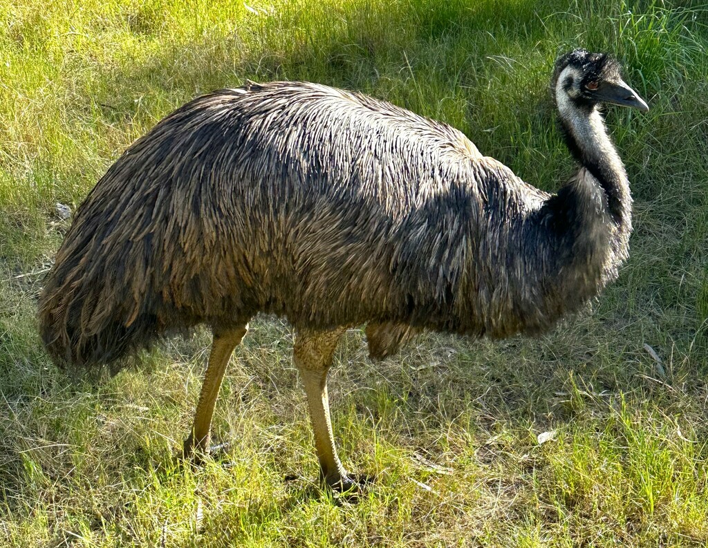 Emu from McLaren Flat SA 5171, Australia on October 2, 2023 at 09:31 AM ...