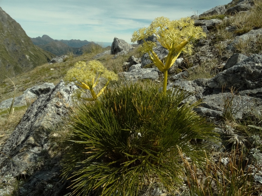 Aciphylla multisecta