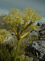 Aciphylla multisecta