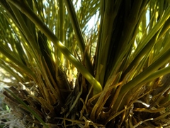 Aciphylla multisecta