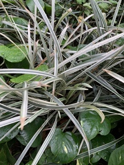 Ophiopogon