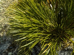 Aciphylla multisecta
