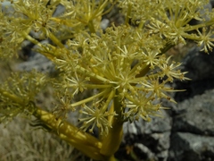 Aciphylla multisecta