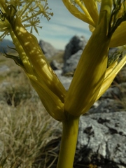 Aciphylla multisecta