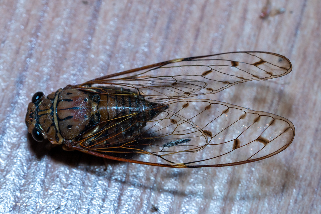 Purana ptorti