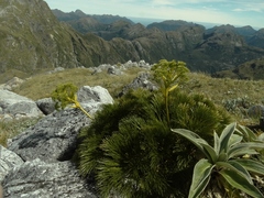 Aciphylla multisecta