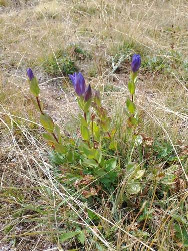 Klamath gentian (Gentiana plurisetosa)