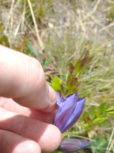 Image of Gentiana plurisetosa by no rights reserved