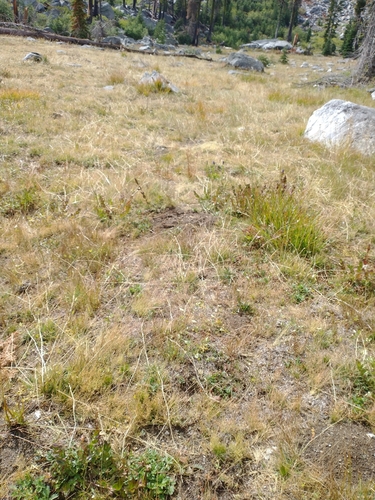 Image of Gentiana plurisetosa by no rights reserved