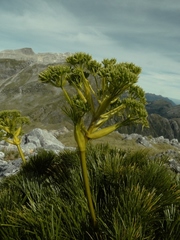 Aciphylla multisecta