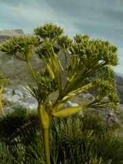 Aciphylla multisecta