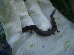 Batrachoseps pacificus