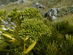 Aciphylla multisecta