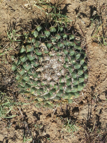 Mammillaria uncinata