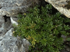 Ranunculus sericophyllus