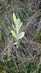 Senecio gunnii
