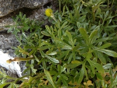 Ranunculus sericophyllus