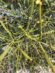 Viscum combreticola
