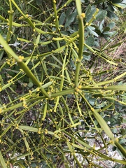Viscum combreticola