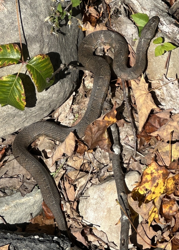 Common Watersnake From Upper Brook Rd, Sparrow Bush, NY, US On October ...