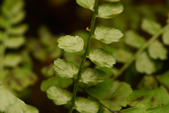 Asplenium viride image