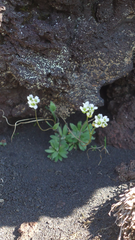 Draba chamissonis