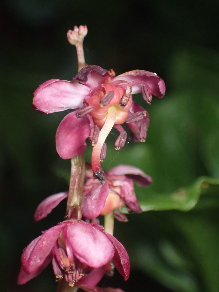 bog-wintergreen-from-inyo-national-forest-inyo-county-us-ca-us-on