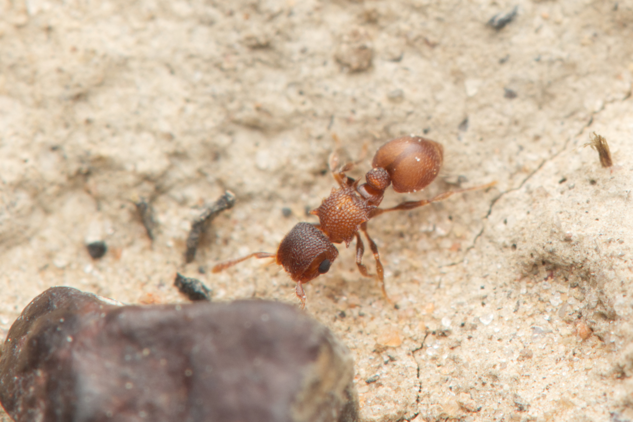 Meranoplus linae