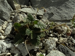 Geum cockaynei