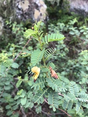 Aeschynomene nodulosa nodulosa