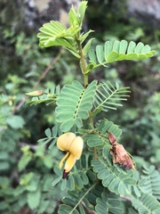 Aeschynomene nodulosa nodulosa