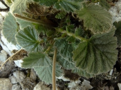 Geum cockaynei