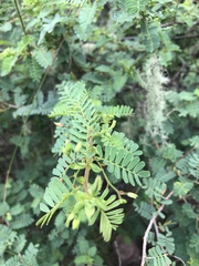 Aeschynomene nodulosa nodulosa