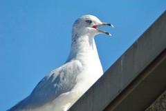 Larus delawarensis