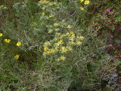 Acmispon dendroideus veatchii