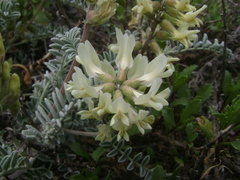 Astragalus miguelensis
