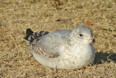 Larus delawarensis