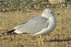 Larus delawarensis