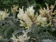 Astragalus miguelensis