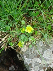 Chrysosplenium serreanum