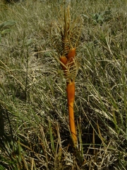 Aciphylla pinnatifida