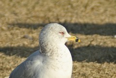 Larus delawarensis