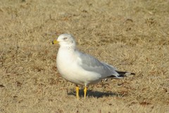 Larus delawarensis