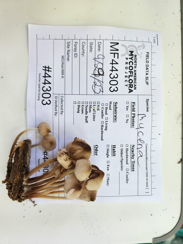Mycena inclinata