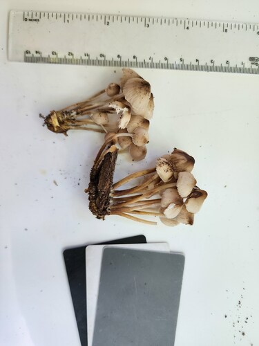 Mycena inclinata (Photo 2 of 5)