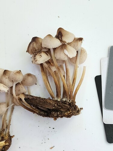 Mycena inclinata (Photo 3 of 5)
