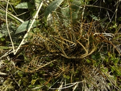 Aciphylla pinnatifida