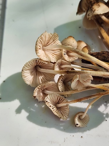 Mycena inclinata (Photo 5 of 5)